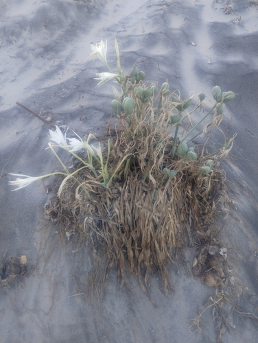 Sea Daffodil