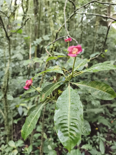 Palicourea elata, photograph 3