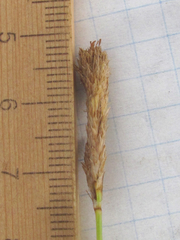 Carex microdonta