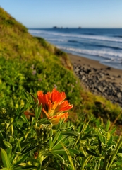 Castilleja litoralis
