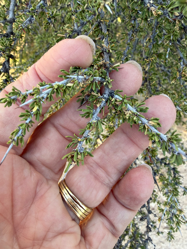 little buckthorn
