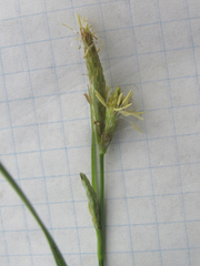 Carex microdonta