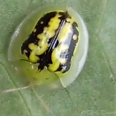 Cassidinae