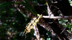 Tridactyle bicaudata