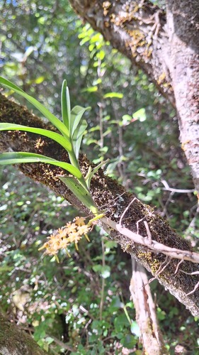 Tridactyle bicaudata, photograph 1