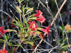 Diplacus × australis