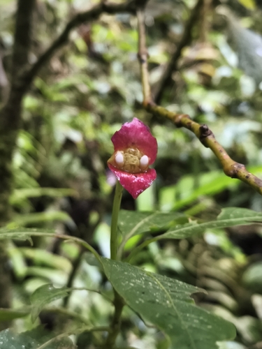 Palicourea elata