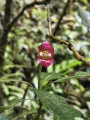 Palicourea elata