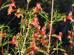 Diplacus × australis