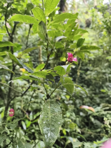 Palicourea elata, photograph 2