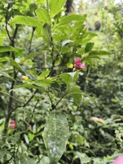 Palicourea elata, photograph (c) Martin Jung, some rights reserved (CC BY)