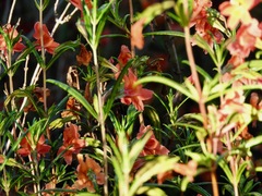 Diplacus × australis