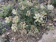 Asclepias involucrata