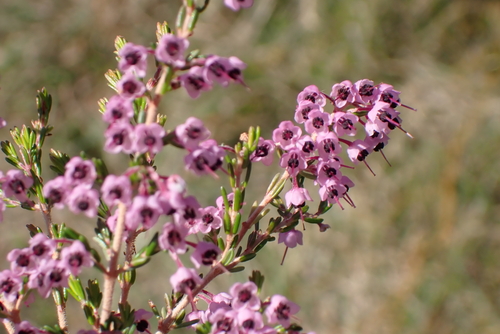 Erica canaliculata, photograph 2