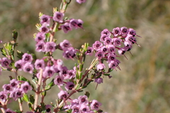 Erica canaliculata, photograph (c) Karen Eichholz, some rights reserved (CC BY)
