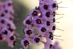 Erica canaliculata