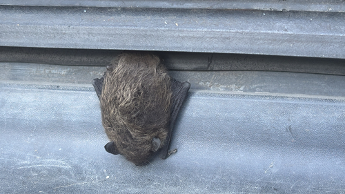 Little Brown Bat observed by bdfriend
