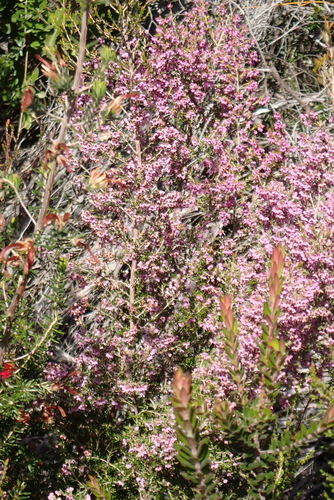 Erica canaliculata, photograph 1