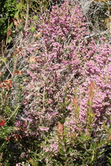 Erica canaliculata, photograph (c) Karen Eichholz, some rights reserved (CC BY)