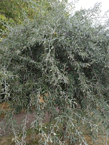 Pyrus salicifolia, photograph 1