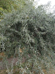 Pyrus salicifolia