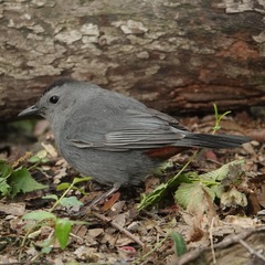 Dumetella carolinensis