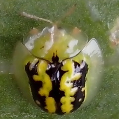Cassidinae