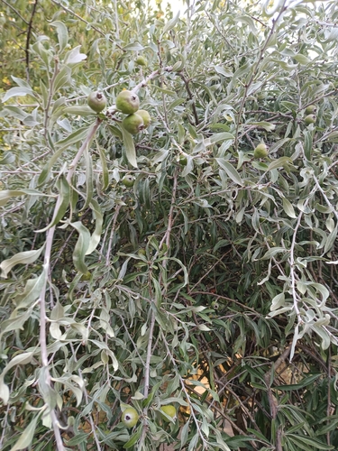 Pyrus salicifolia, photograph 2