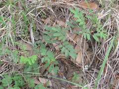 Desmanthus velutinus