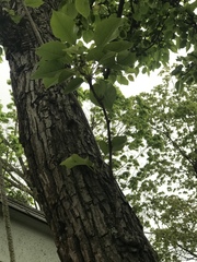 Pyrus communis