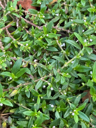 Oldenlandia corymbosa, 2026-08-26