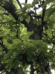Pyrus communis