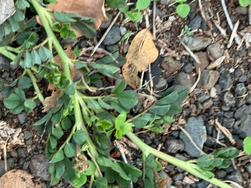 Indigofera spicata observed 2026-08-26