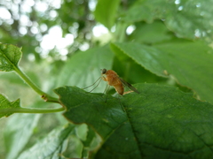 Chrysopilus laetus