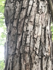 Pyrus communis