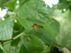 Chrysopilus laetus
