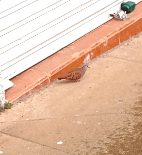 Ruddy Ground Dove