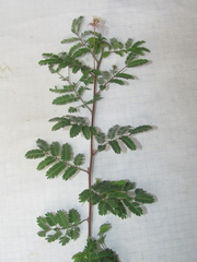 Desmanthus velutinus