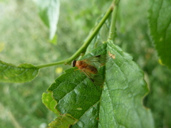 Chrysopilus laetus