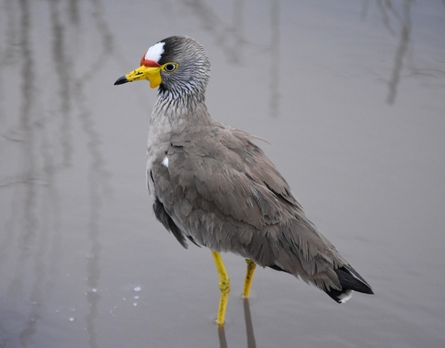 iNaturalist image