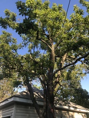 Pyrus communis