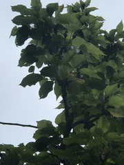 Pyrus communis