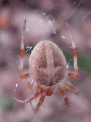 Araneae