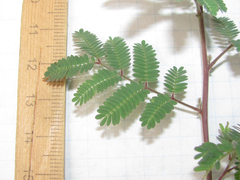 Desmanthus velutinus