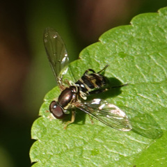 Toxomerus geminatus