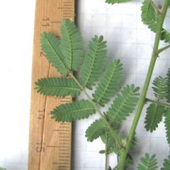 Desmanthus velutinus