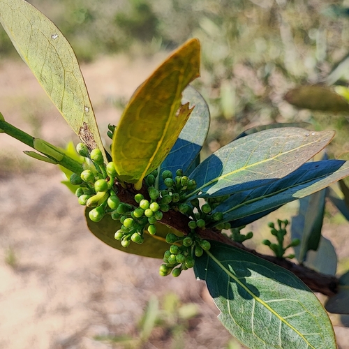 Eugenia aurata, 2026-08-13