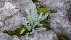 Achillea clavennae