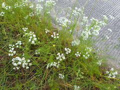 Bifora americana