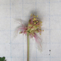 Desmanthus velutinus